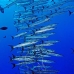 barracuda_blackfin_jg_v_0705_png0784.jpg